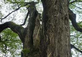 Radtour zu den Münchner Naturdenkmälern (Teil 2)