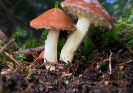 Sonderausstellung Pilze