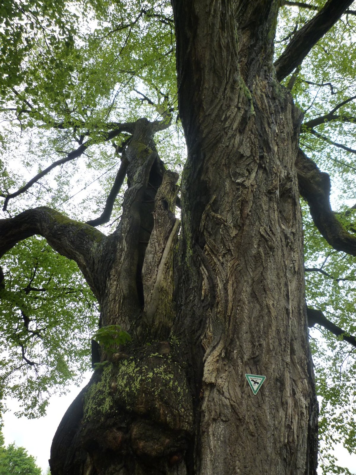 Radtour zu den Münchner Naturdenkmälern (Teil 1)