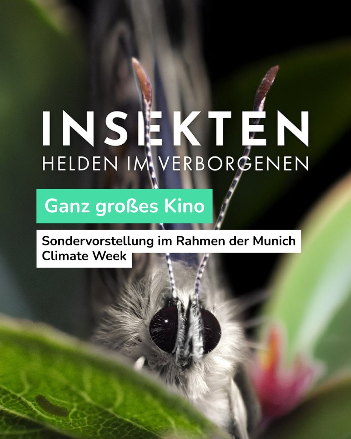 Sondervorstellung: Insekten – Helden im Verborgenen