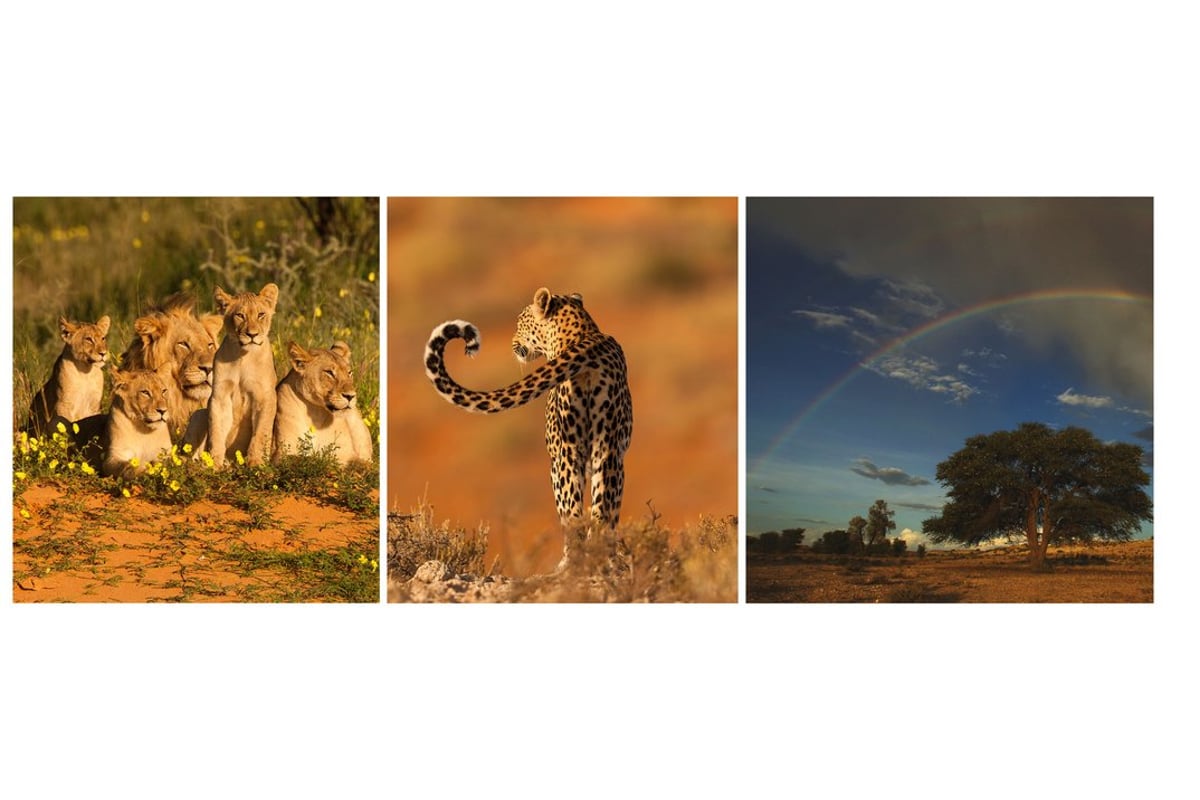 Die Kalahari & Südafrika