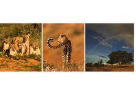 Die Kalahari & Südafrika