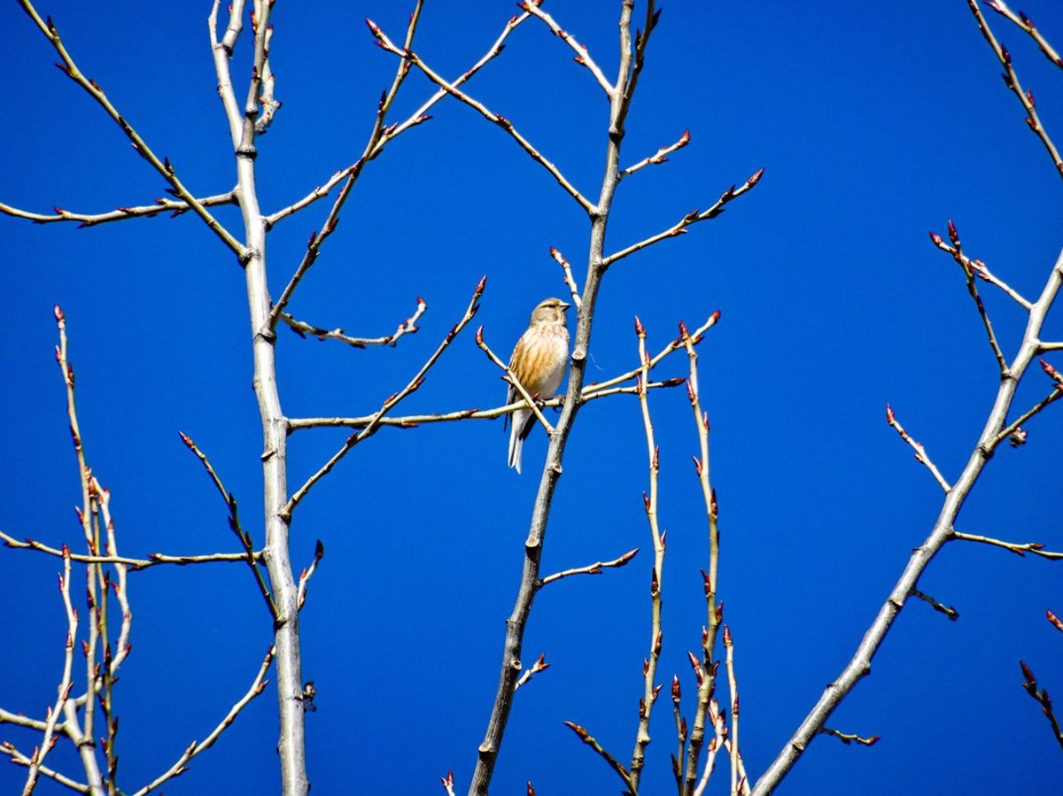 Wo fliegen die Vögel hin?