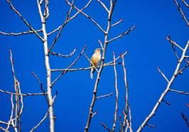 Wo fliegen die Vögel hin?