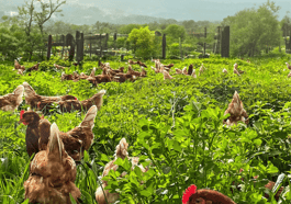 „Die Bio-Revolution“ – Die Karriere der ökologischen Landwirtschaft
