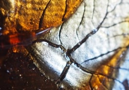 Erlebnistag – Malen mit Kaffee