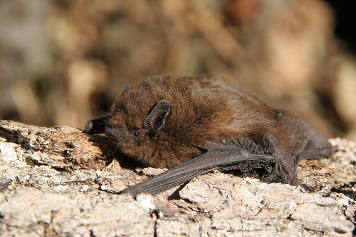Fledermausfest & Batnight im Englischen Garten