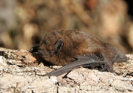 Fledermausfest & Batnight im Englischen Garten