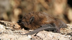 Fledermausfest & Batnight im Englischen Garten