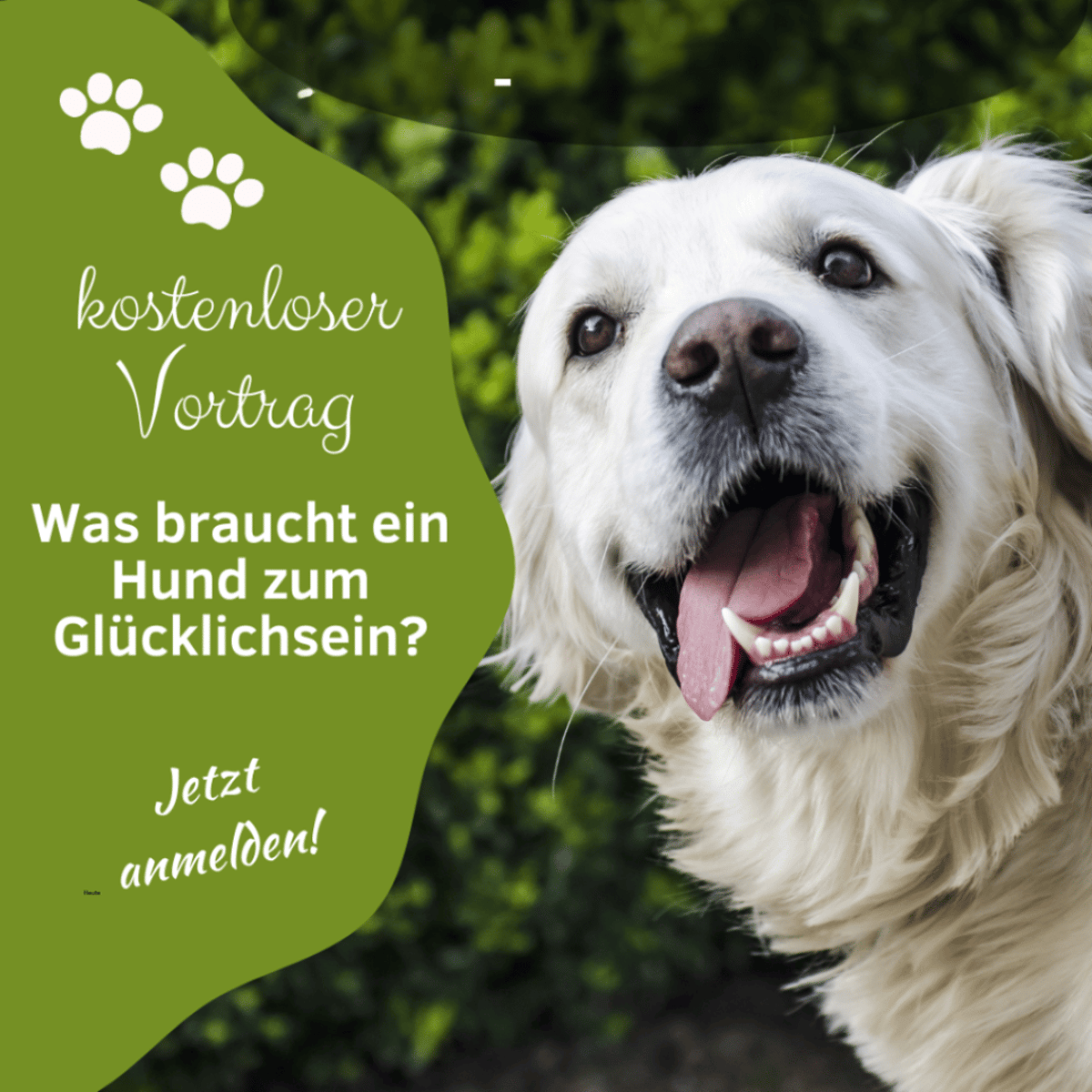 Was braucht ein Hund zum Glücklichsein?