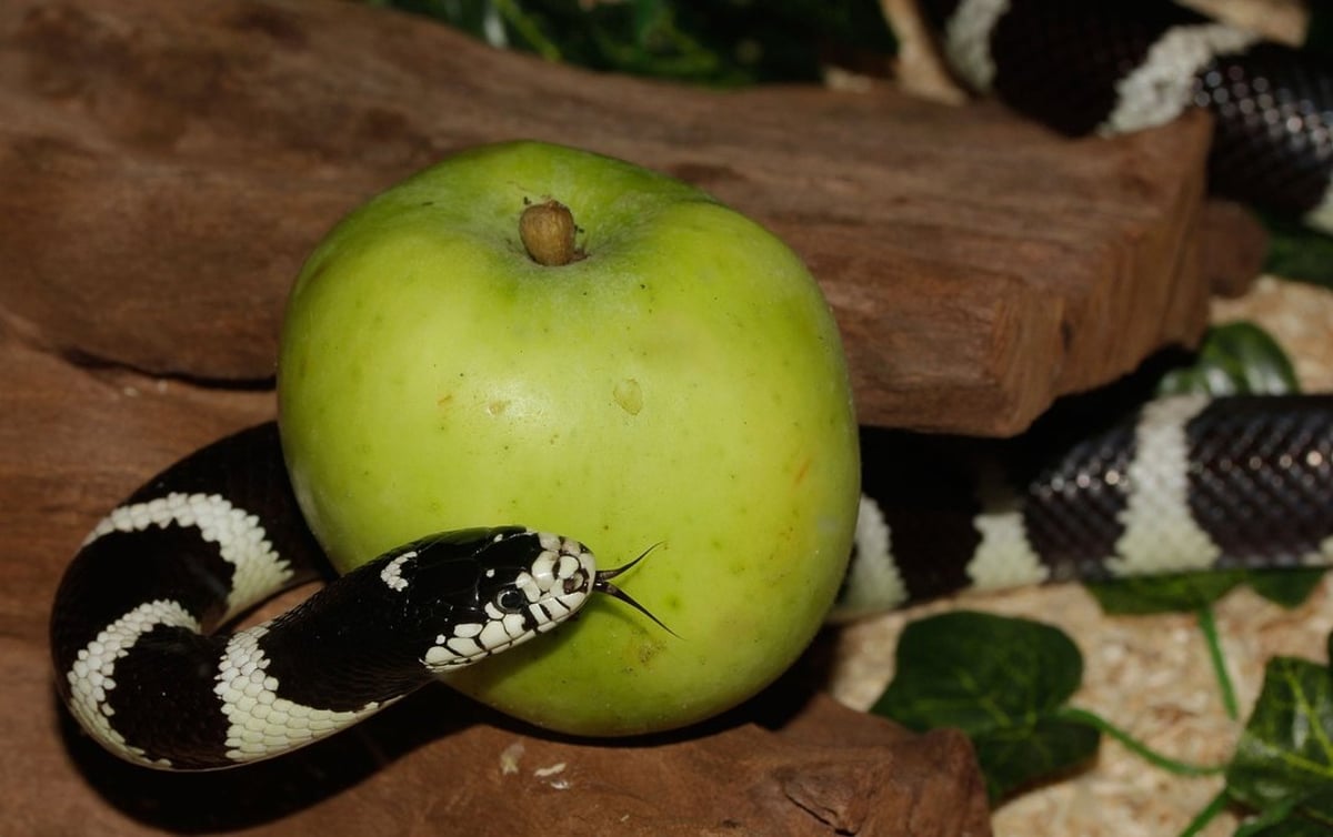 Das Rätsel des Bösen