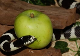 Das Rätsel des Bösen