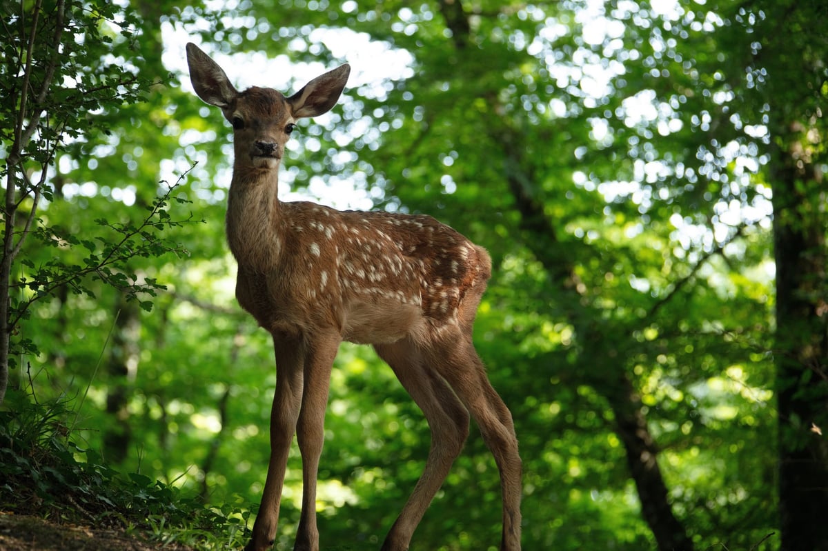 Bambi – Eine Lebensgeschichte aus dem Wald