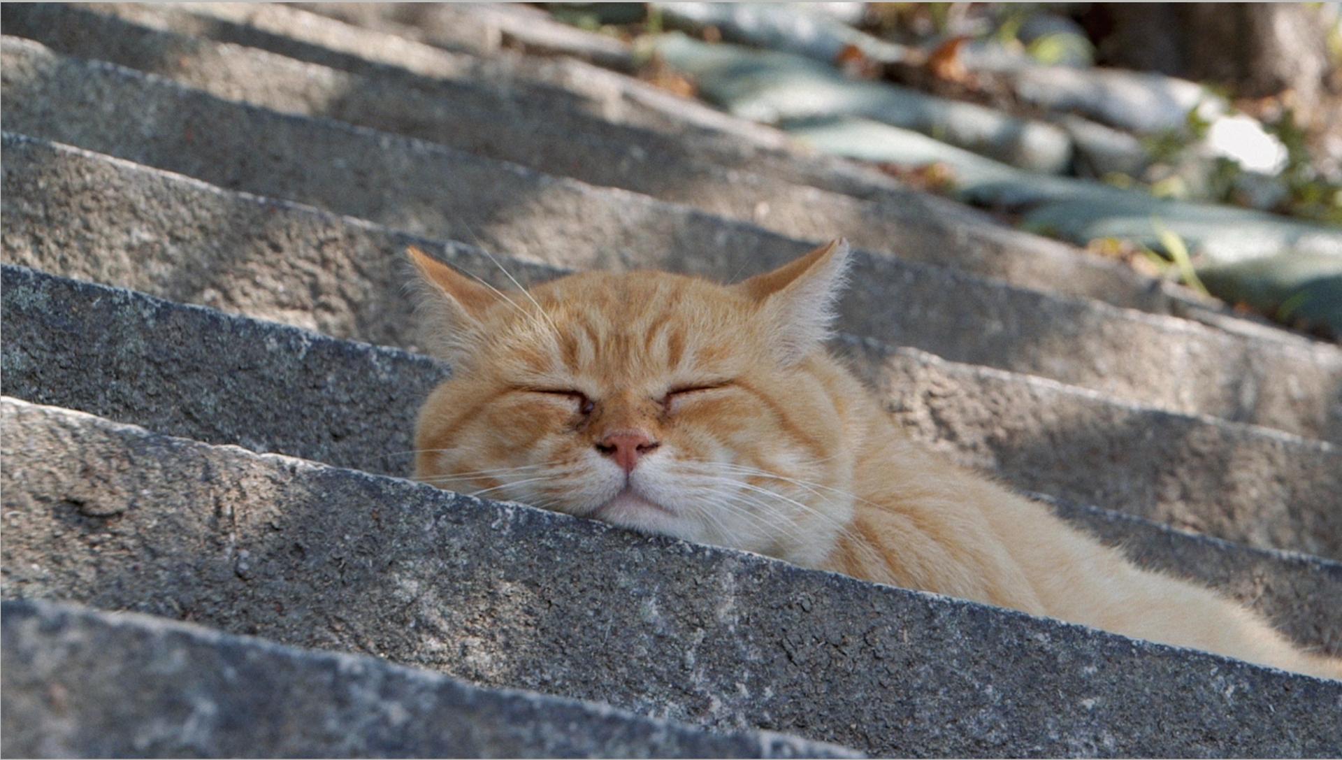 Bilder aus Die Katzen vom Gokogu-Schrein