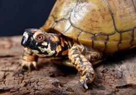 Schildkrötenführung