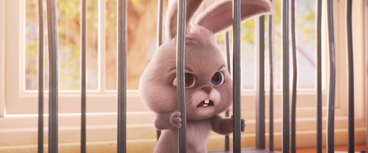 Der schlaue Hase Momo: Die große Verfolgung