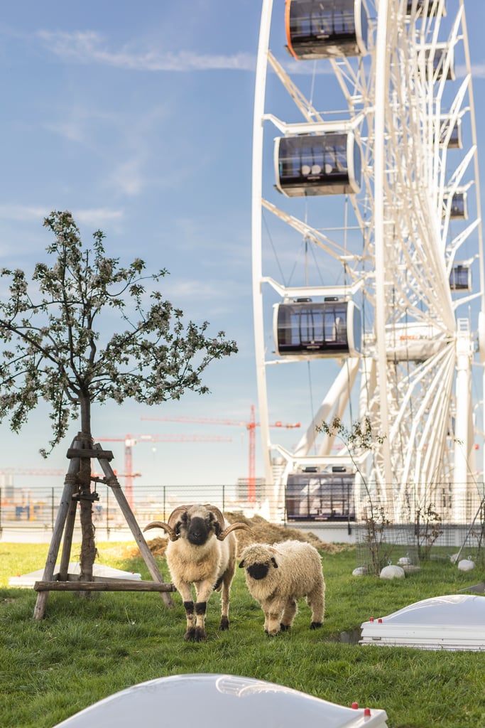 Two fluffy sheep standing on green grass with a large white Ferris wheel behind them against a blue sky.