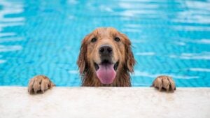 Zum Ende der Freibadsaison: Hundebadetage in München!