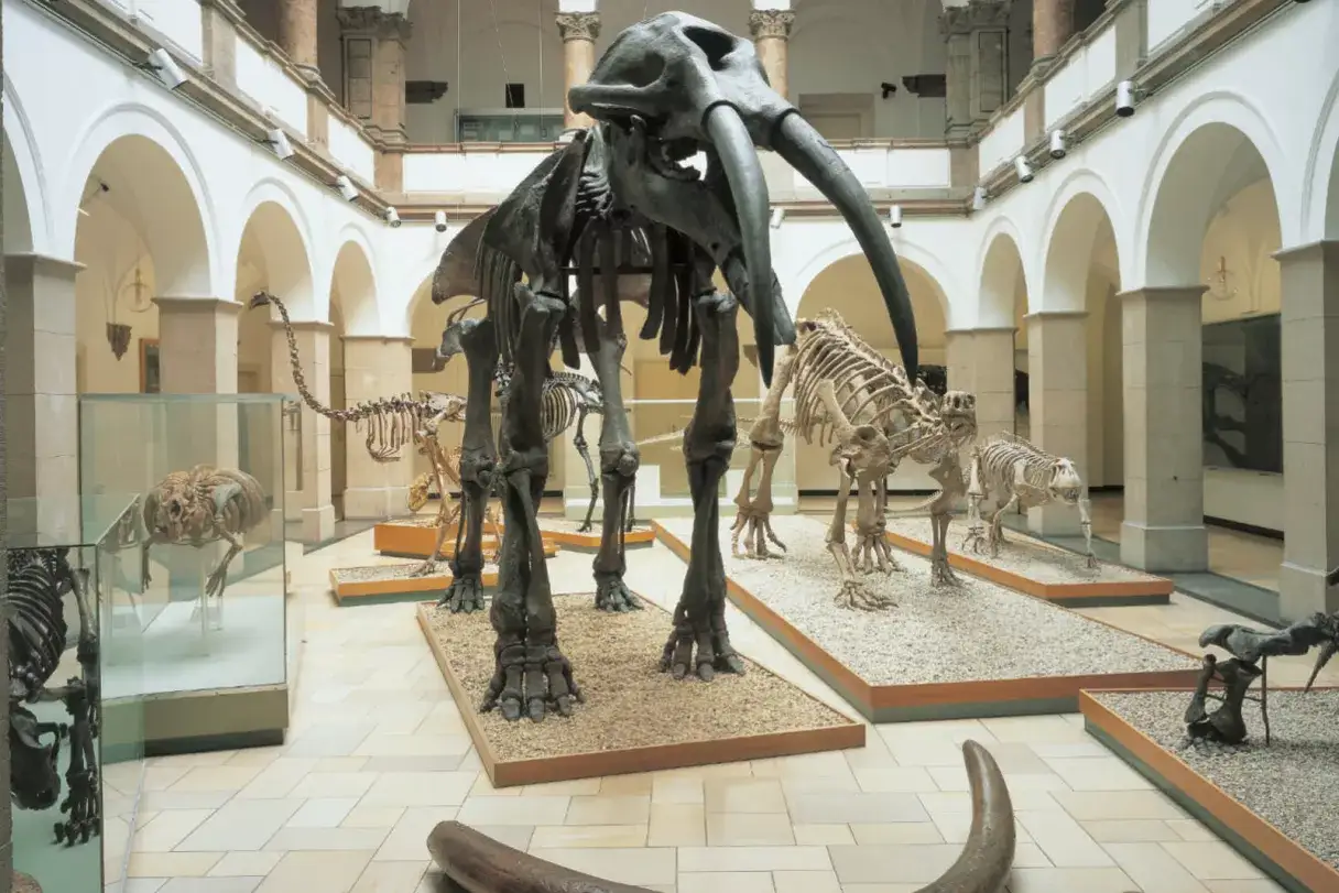 Museum für Kinder München: Dinosaurier im Paläontologischen Museum