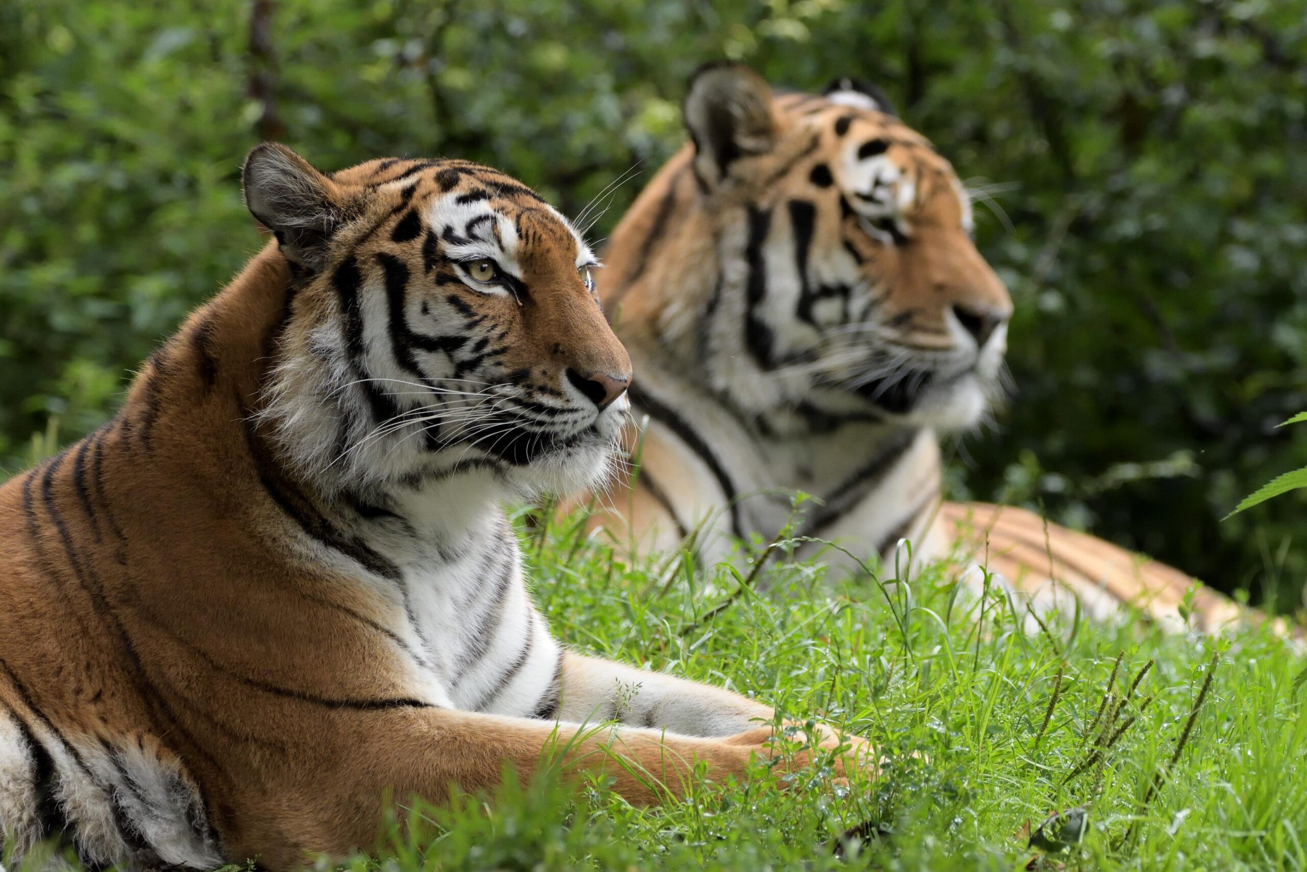 Tierpark Hellabrunn, Zoo München: Sibirischer Tiger