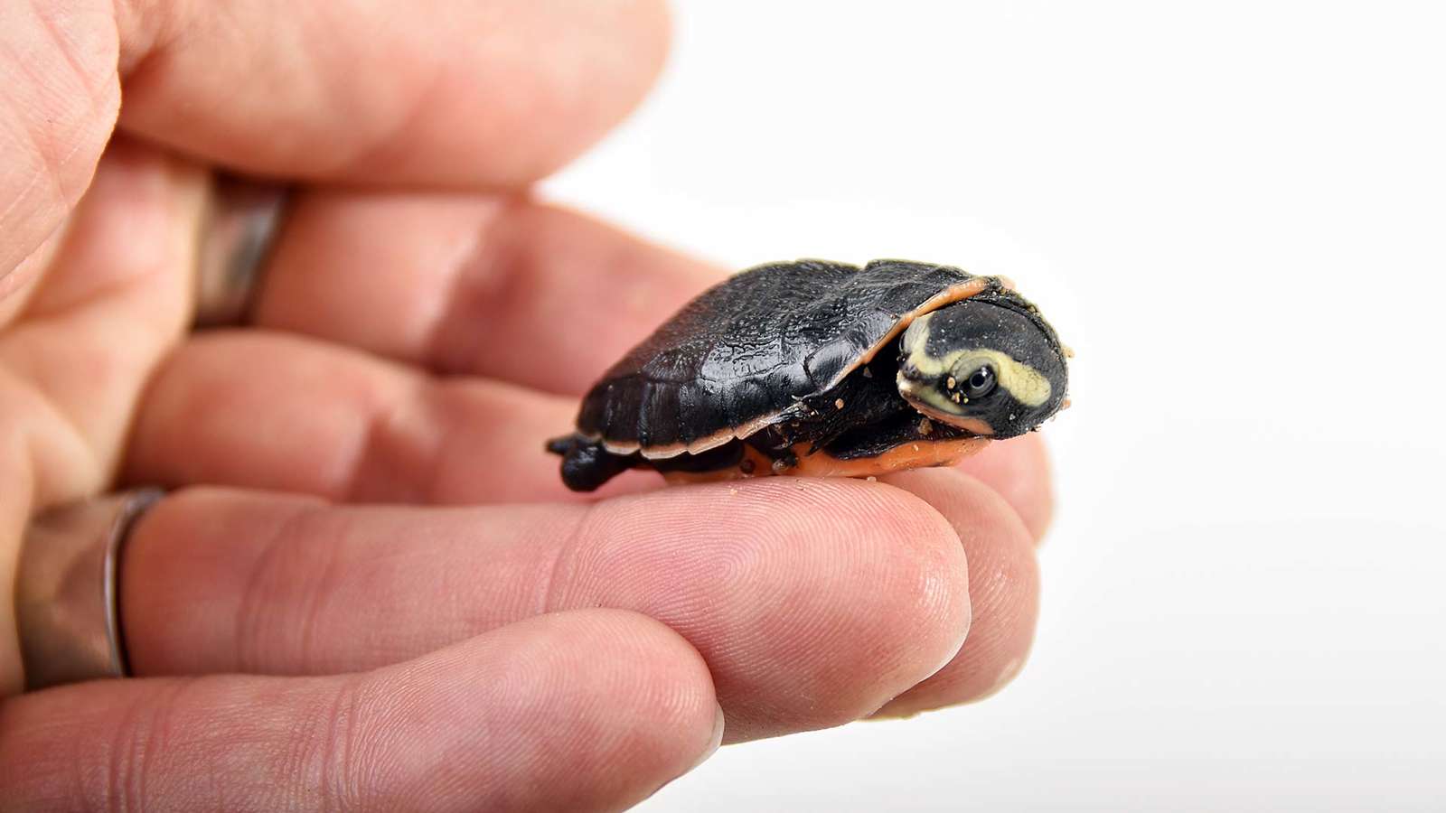 Eine junge Rotbauch Spitzkopfschildkröte in der Reptilienauffangstation München
