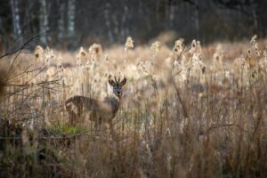 Wildpark Poing bei München: Tiere in fast freier Wildbahn erleben