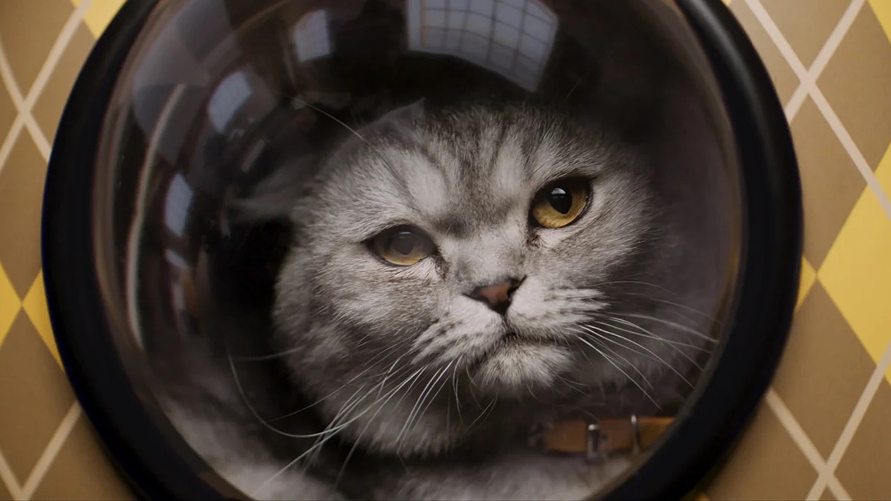 Eine Katze. Aus „Argylle“.