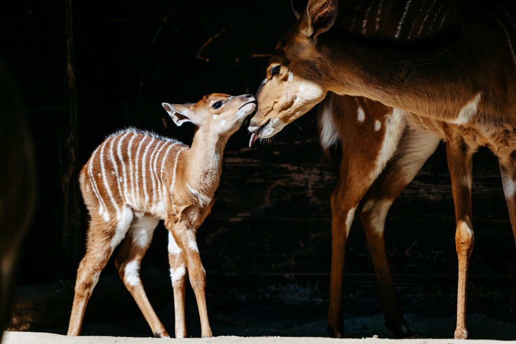 Tierpark Hellabrunn München