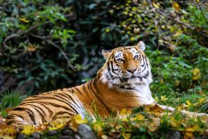 Tierpark Hellabrunn – das bietet der Zoo München
