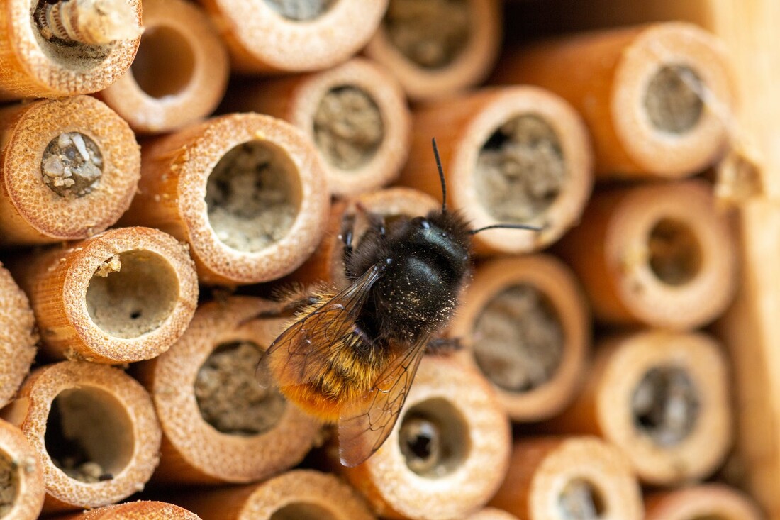 Insektenhotels und Samenbomben basteln
