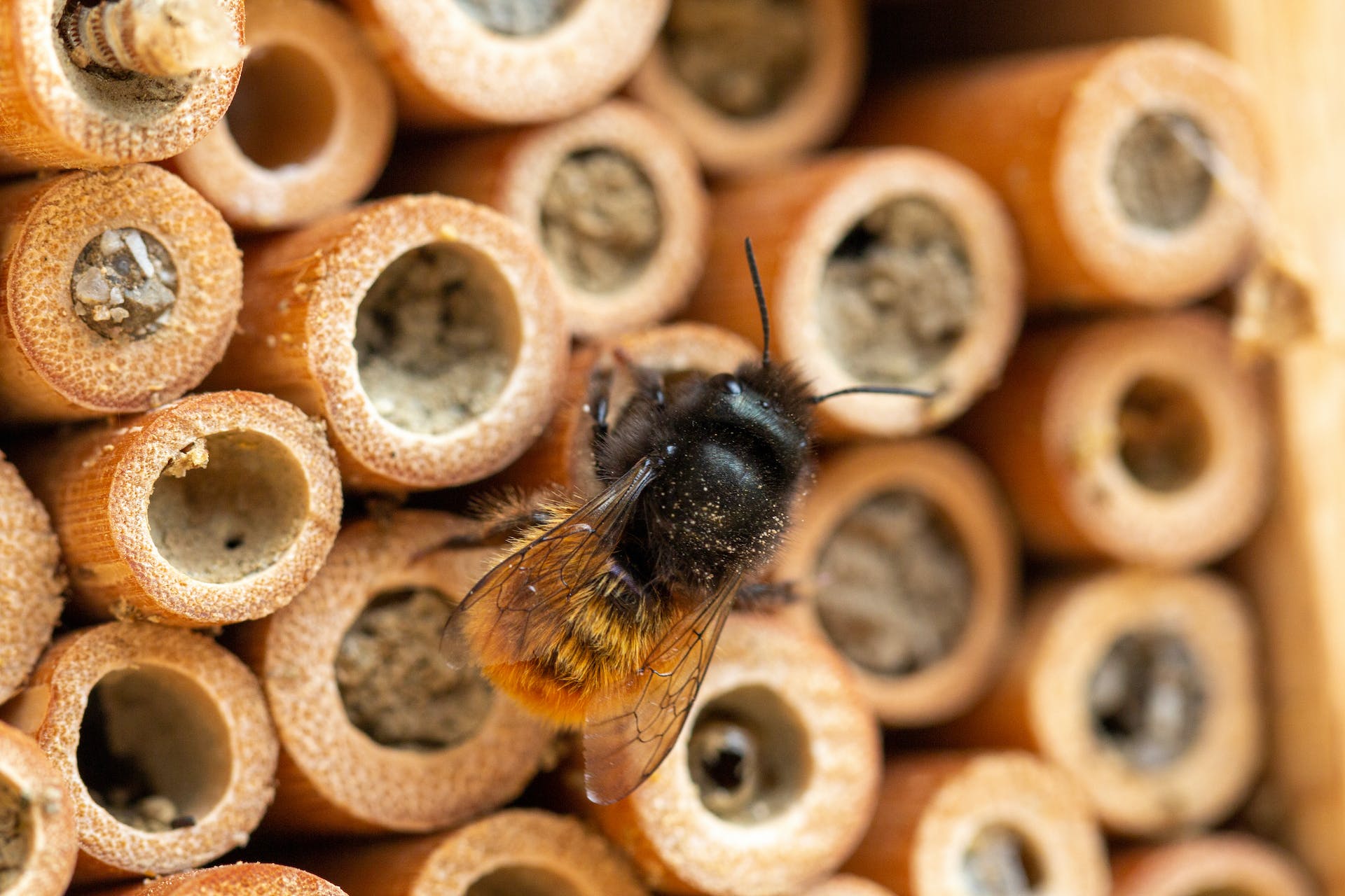 Insektenhotels und Samenbomben basteln