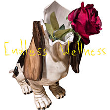 Endless Wellness