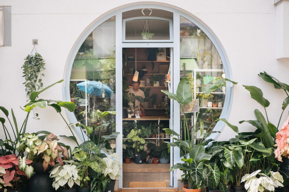 Topfpflanzen München: Plantologie