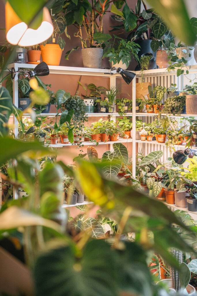 Topfpflanzen München: Plantologie