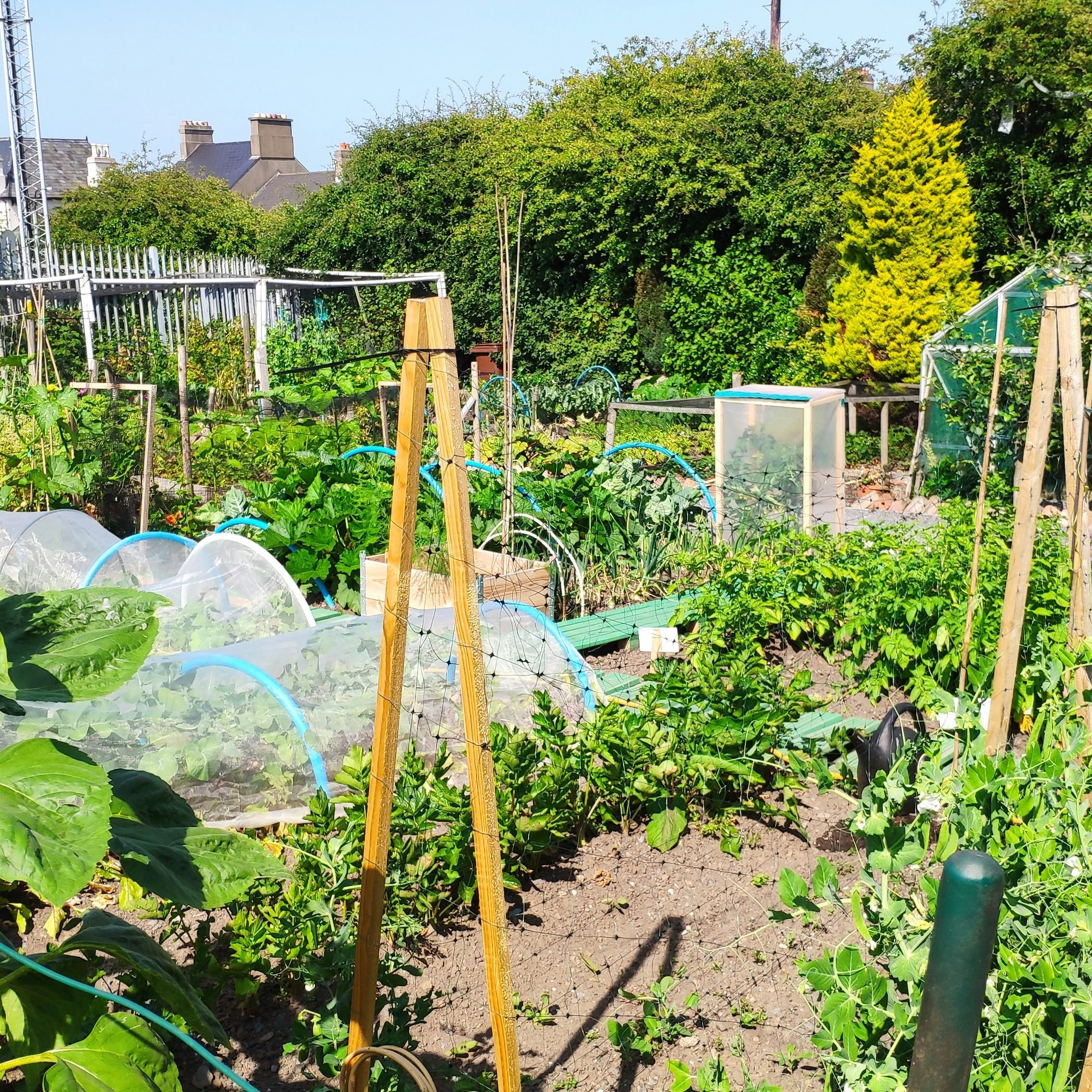 schrebergarten-muenchen-6 - IN München - Das Stadtmagazin Schrebergarten München: Gemüsegarten