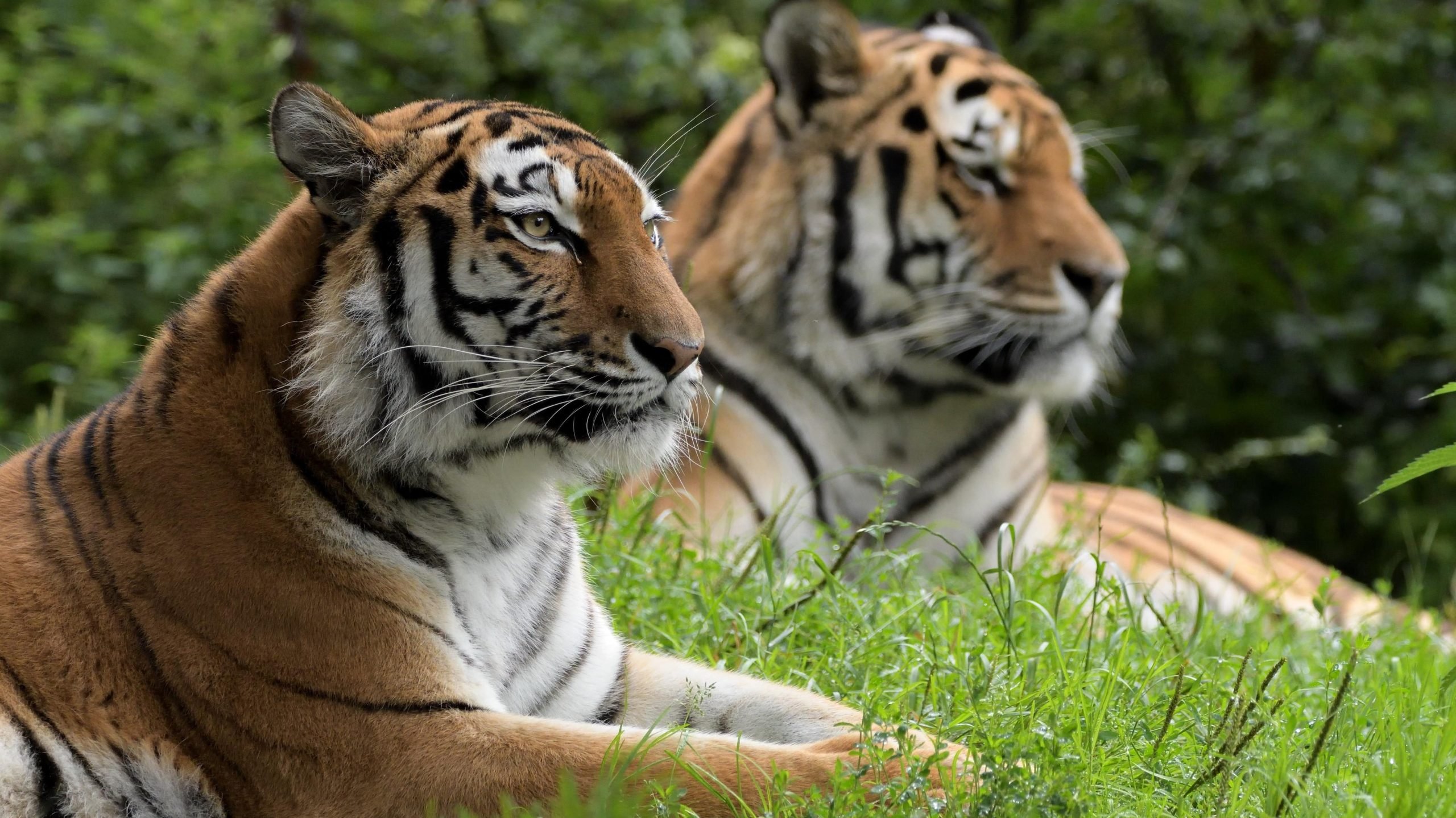 Tierpark Hellabrunn, Zoo München: Sibirischer Tiger - IN München - Das Stadtmagazin München Stadtteile: Thalkirchen-Obersendling-Forstenried-Fürstenried-Solln mit Tierpark Hellabrunn