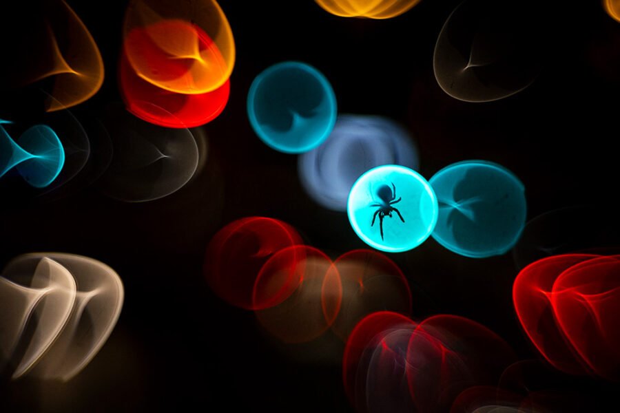 Wildlife Photographer of the Year