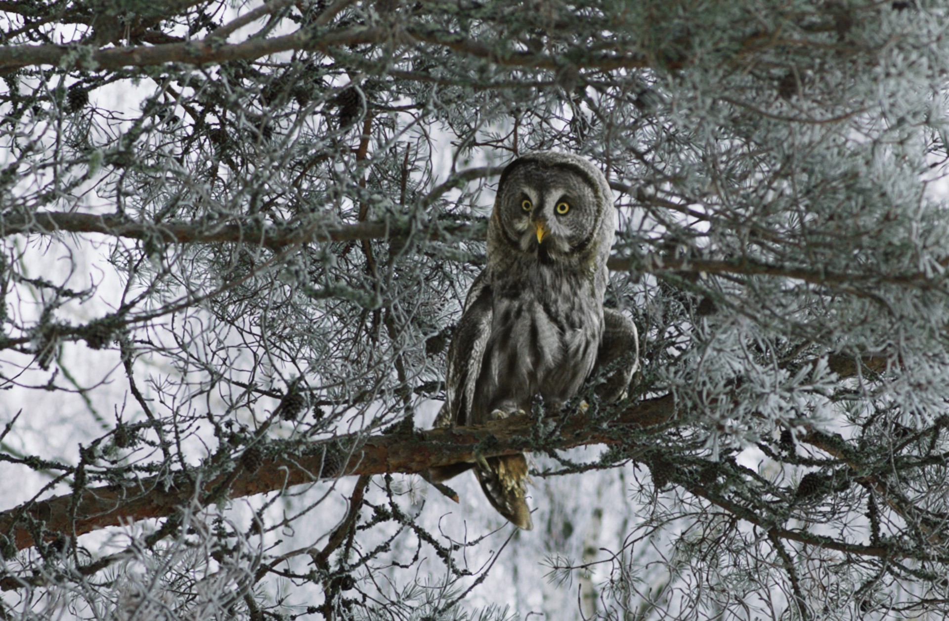 Bilder aus Weihnachten im Zaubereulenwald