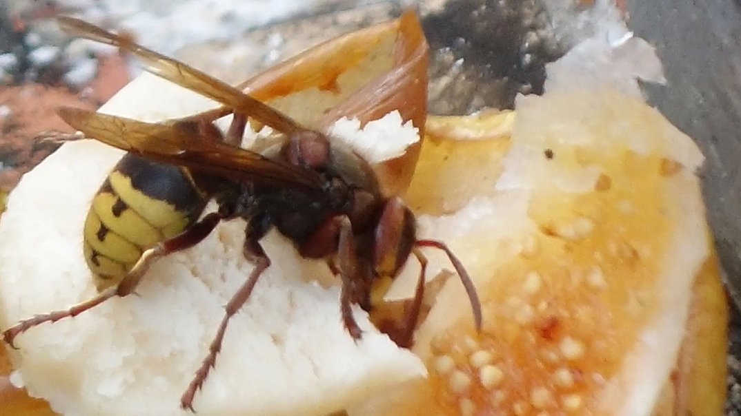 Missverstandene Insekten: Wespe, Hornisse und Co.