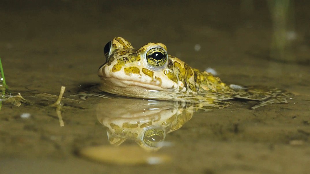 Bedrohte Pioniere: Wechselkröte und Laubfrosch in München