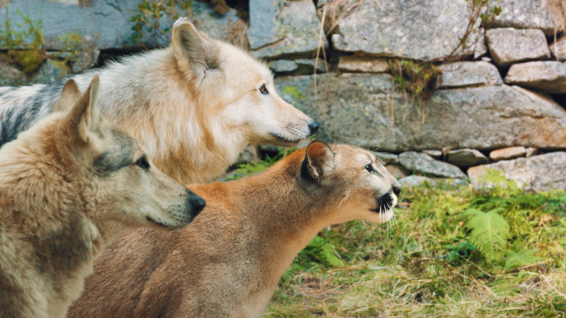 Bilder aus Woodwalkers 2