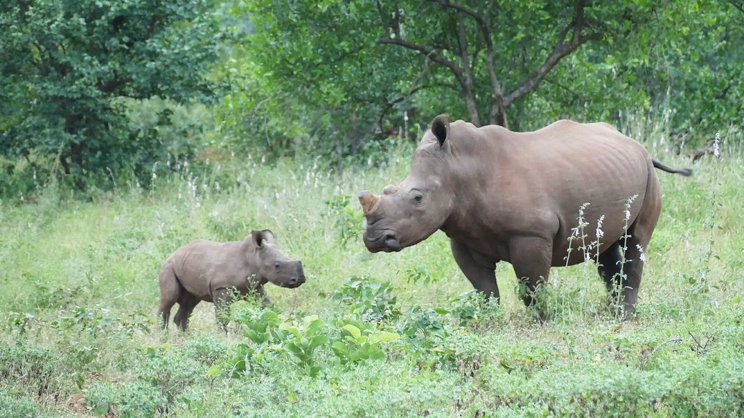 Eine Reise in die Freiheit – Wie funktioniert Artenschutz in einem Wildreservat?