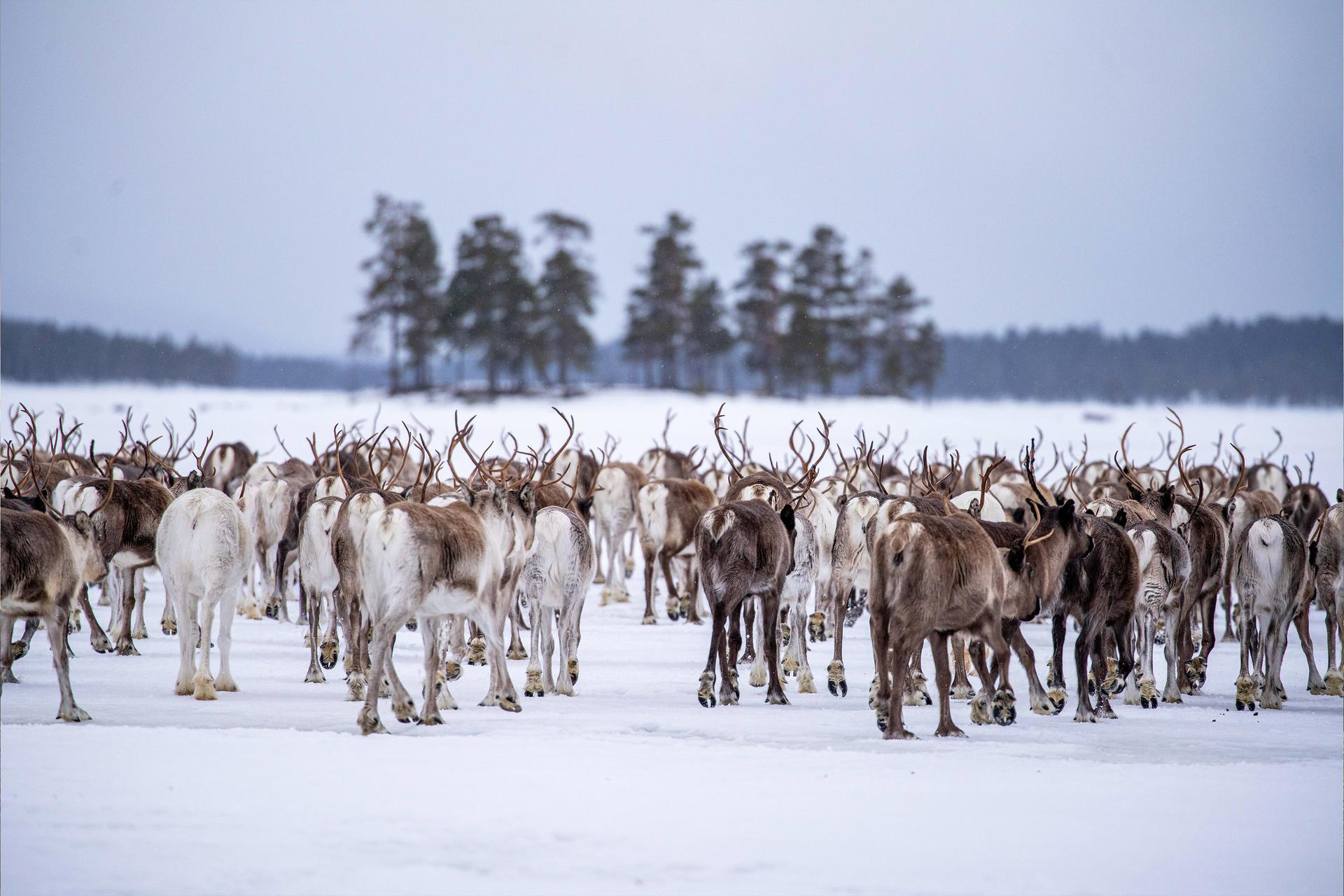 Bilder aus Beyond Tradition - Kraft der Naturstimmen