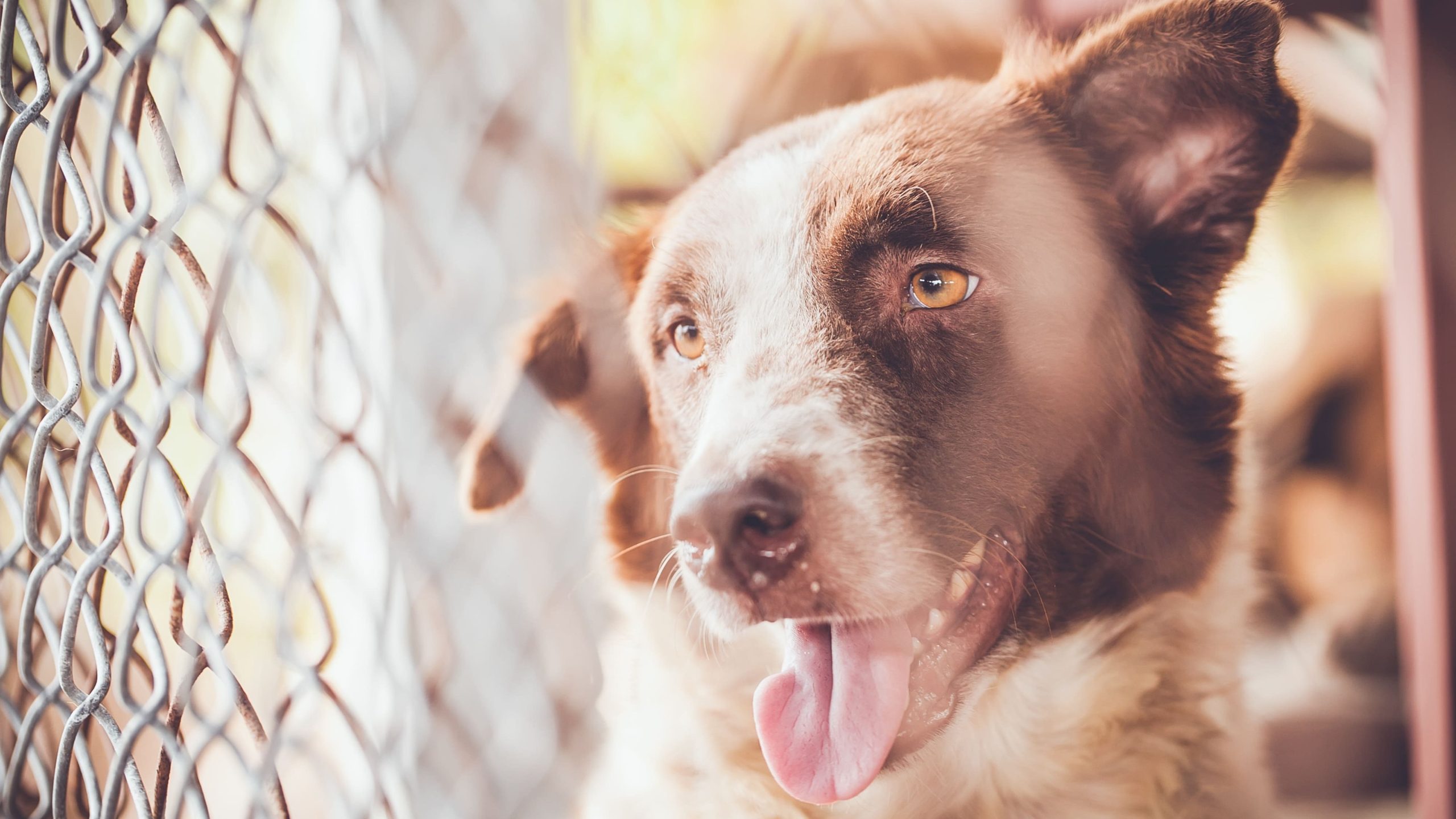 Tierheim München: Hund