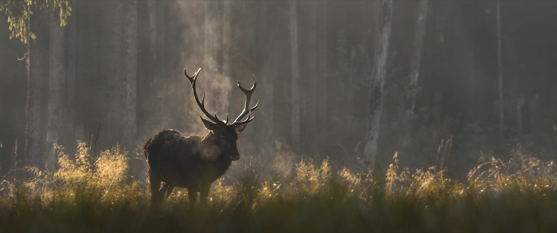 Bilder aus Das Flüstern der Wälder