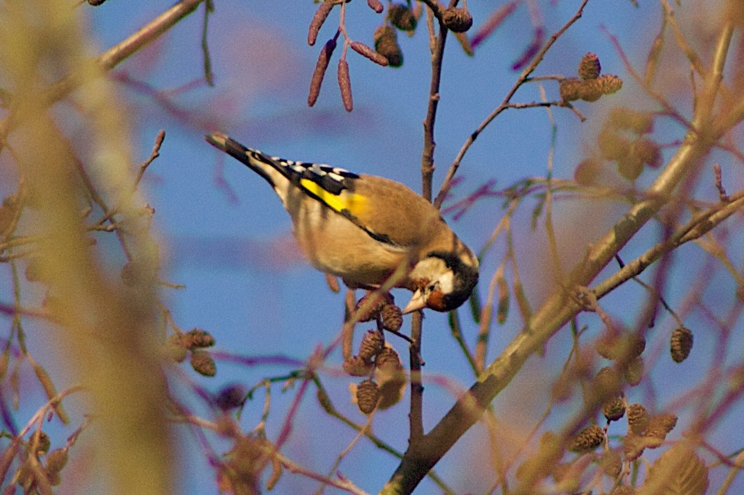 Sind schon alle Vögel da?