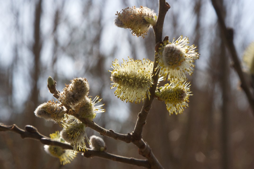 Im Frühling neue Kraft schöpfen