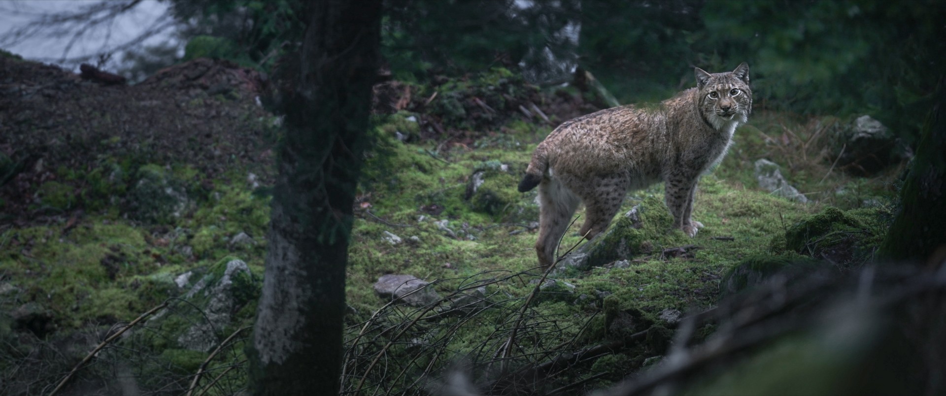 Bilder aus Das Flüstern der Wälder