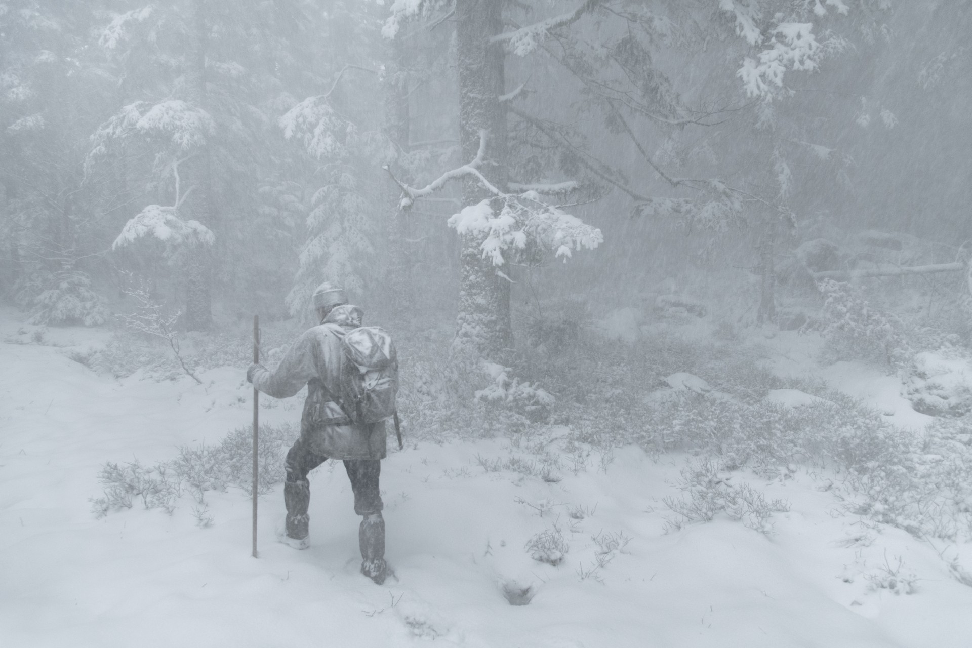 Bilder aus Das Flüstern der Wälder