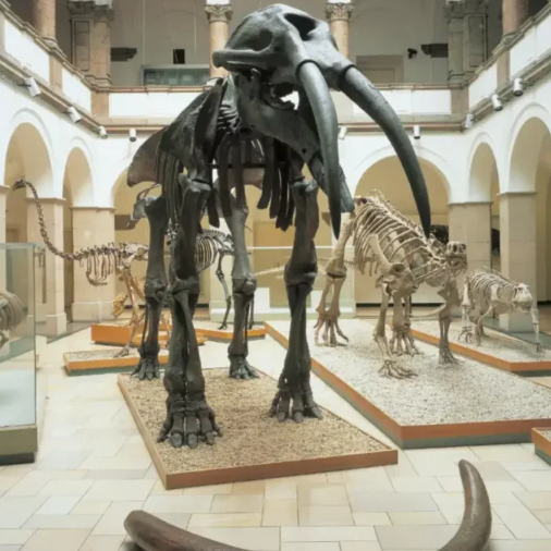 Museum - IN München - Das Stadtmagazin Museum München Sonntag / Museen München Sonntag: Paläontologisches Museum